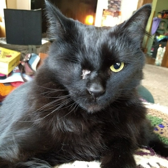 ✨ Cat-friendly home ✨ - Picture 4 of 4